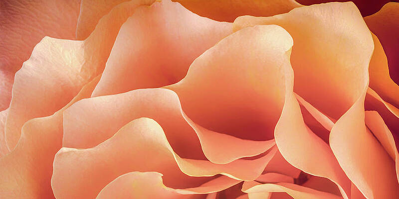 Closeup Wall Art featuring the photograph Soft And Dreamy - Triptych Top by Elvira Peretsman