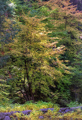 Sunlit Forest Scene Wall Art