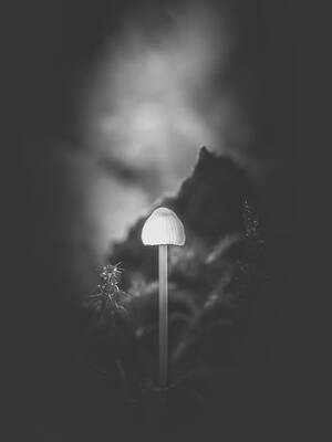 Raw Photograph - Soft Bonnet by Scott Lyons