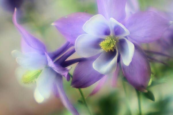 Wildflower Photograph - Soft Columbines by Bob Falcone