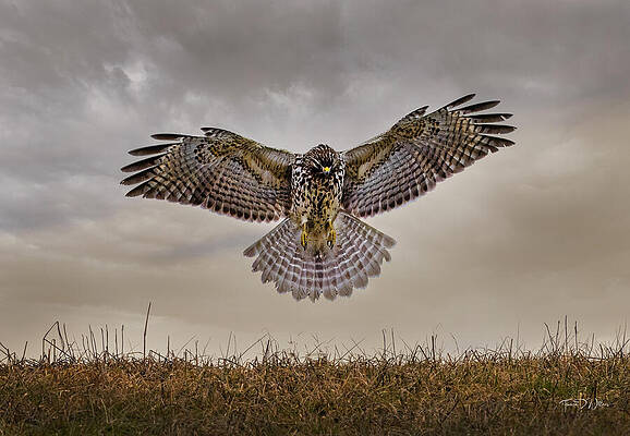 Appalachia Wall Art featuring the photograph Soft Landing Red-Shoulder Hawk by Theresa D Williams Smoky Mountains