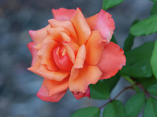 Background Photograph - Soft Peach by Gina Fitzhugh