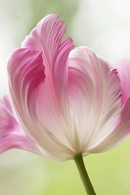 Flower Photograph - Soft Pink Tulip by Mary Jo Allen