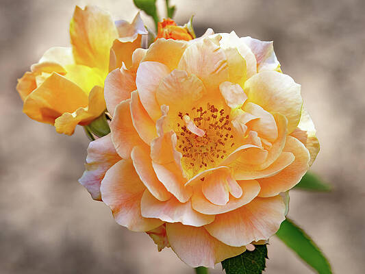 Spring Photograph - Soft Sun Rose by Gina Fitzhugh