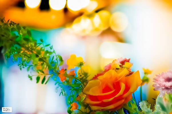 Wall Art featuring the photograph Hali- Softly Floral by Alex John Bergerman