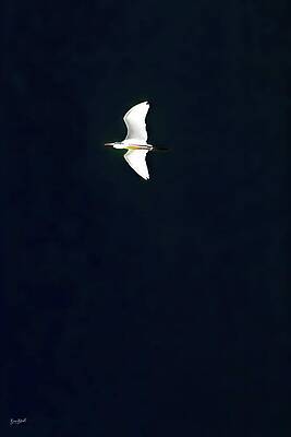 Solitary Egret Soaring Wall Art