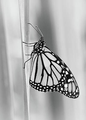 Beautiful Photograph - Solitary Monarch Black And White by Jason Fink