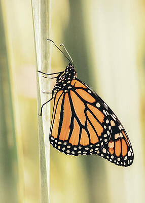 Beautiful Photograph - Solitary Monarch by Jason Fink