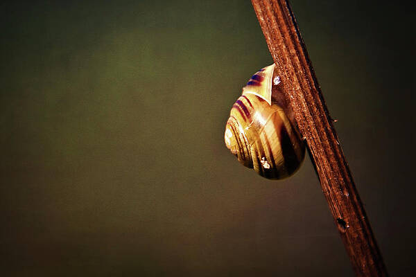 Natural Photograph - Solitary Snail On A Stick by Tatiana Travelways