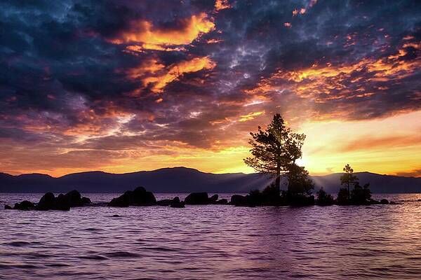 Sunset Photograph - Solitary Tree by American Landscapes
