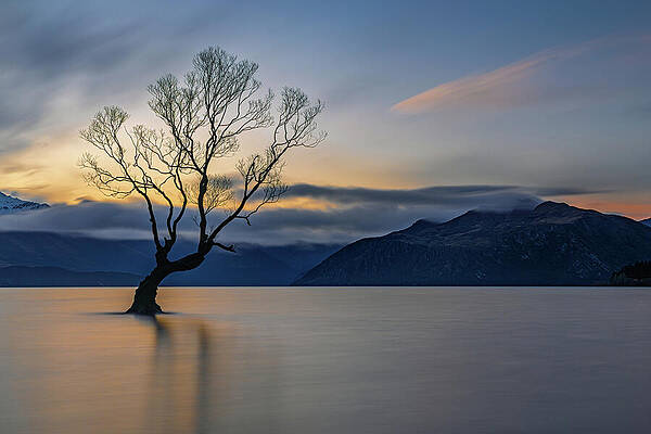 Solitary Tree at Dawn Photograph