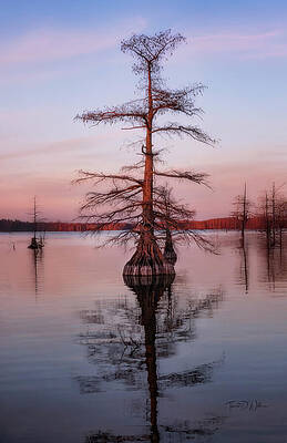 Solitary Tree at Sunset Photograph