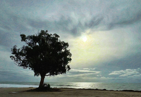 Solitary Tree by the Ocean Photograph