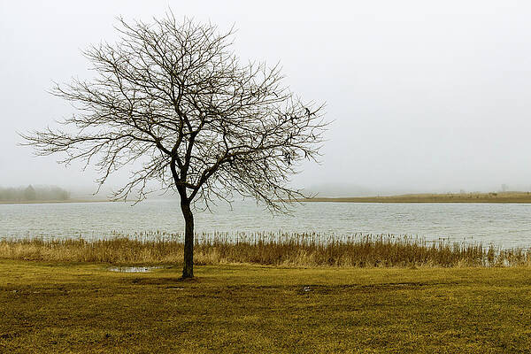 Tree Wall Art featuring the photograph Solitary Tree In The Fog by Craig A Walker