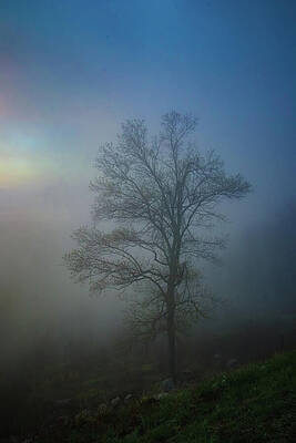 Wall Art featuring the photograph Solitary Tree In The Fog by Deb Beausoleil