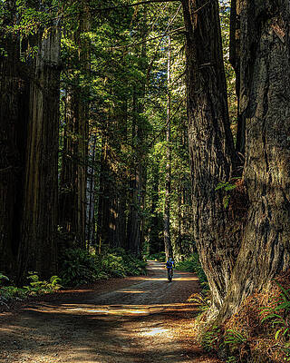California Wall Art featuring the photograph Solitude by Tim Lyden