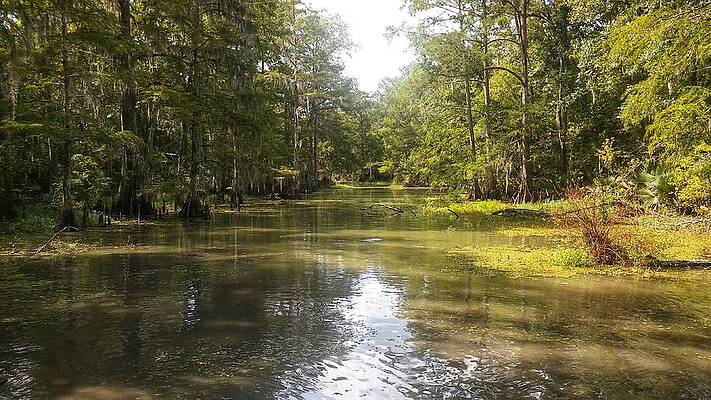Louisiana Wall Art featuring the photograph Somewhere In The Bayou Pierre Part Louisiana by David McKinney