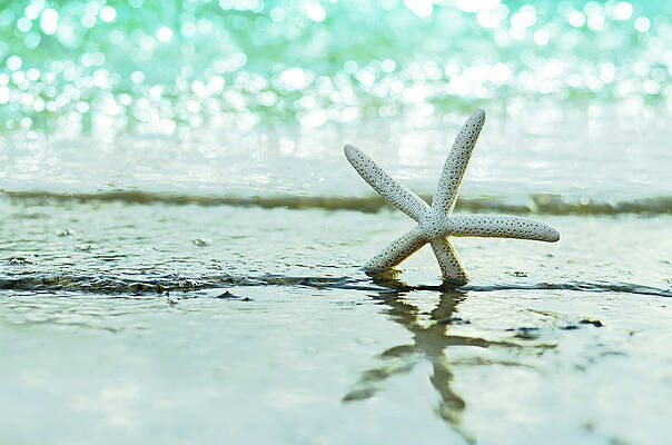 Starfish on a Sunny Beach Wall Art