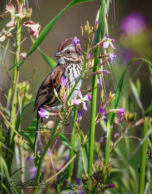 Wildlife Wall Art featuring the photograph Song Sparrow In Spring by Joe Fisher