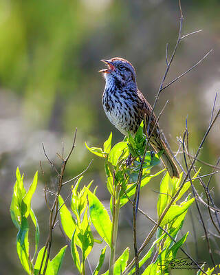 Wildlife Wall Art featuring the photograph Song Sparrow In Springtime by Joe Fisher