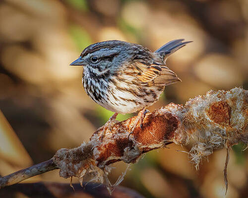 Wall Art featuring the photograph Song Sparrow On Perch by Joe Fisher