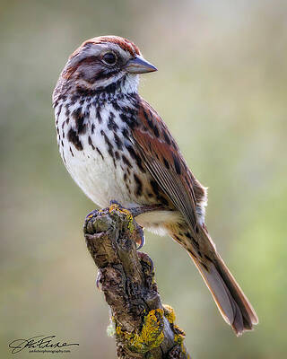 Wildlife Wall Art featuring the photograph Song Sparrow Portrait by Joe Fisher
