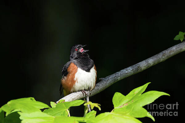 Bird Wall Art featuring the photograph Songbird - Eastern Towhee by Rehna George