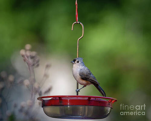 Bird Wall Art featuring the photograph Songbird - Titmouse by Rehna George