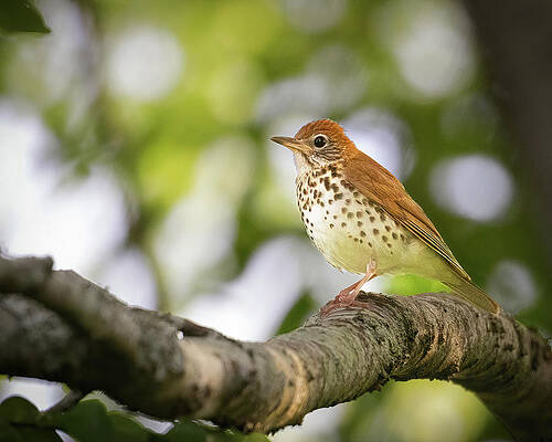 Photograph - Songster Of The Forest by Jim E Johnson