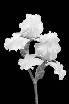 Flower Photograph - Sophisticated Iris BW by Susan Candelario