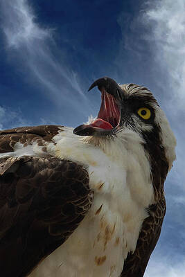 Florida Photograph - Sound The Alarm by RD Allen