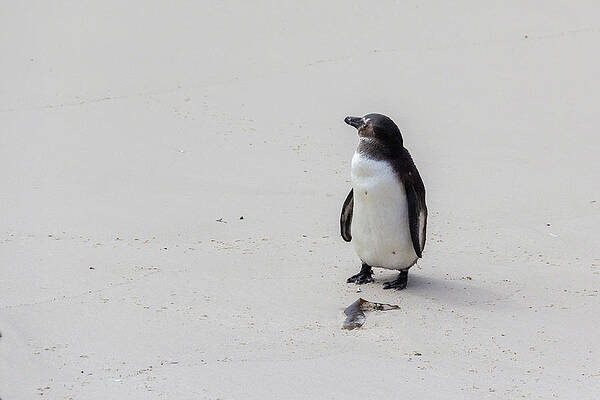 Wall Art featuring the photograph South African Penguin On A White Sand Beach by John Twynam