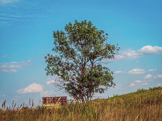 Tree Photograph - South Dakota - Lone Tree by Robert Niemeier