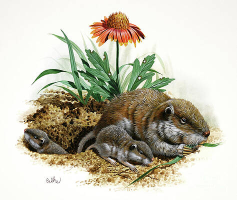 Nature Wall Art featuring the painting Southeastern Pocket Gopher by Don Balke