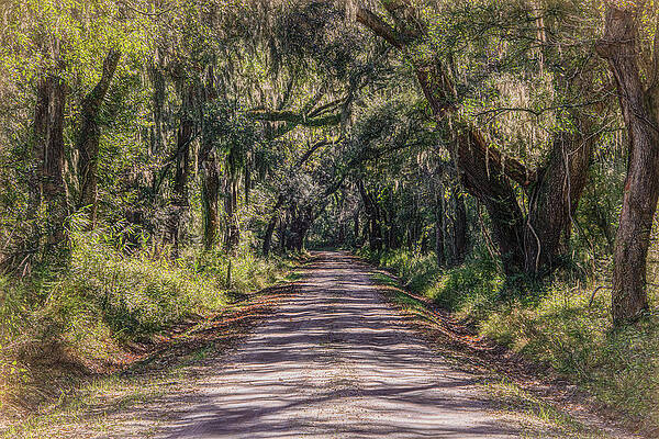 South Carolina Wall Art featuring the photograph Southern Live Oak Tunnel Of Trees by Douglas Wielfaert