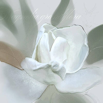 Magnolia in Soft Tones Wall Art