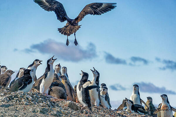 Wildlife Wall Art featuring the photograph Southern Skua Soaring Over Penguins In Antarctica by Steven Dos Remedios