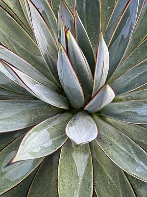 Wall Art featuring the photograph Southwest Agave Close-Up  Minimal Desert Wall Art by Rebecca Herranen