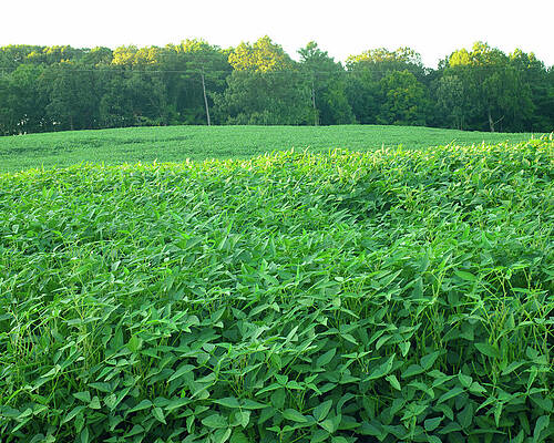 Wall Art featuring the photograph Soybean Field In NC by Flees Photos