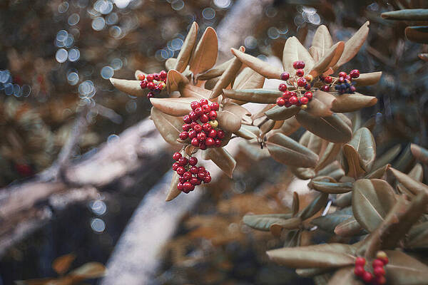 Wall Art featuring the photograph Spaceship Cherries by Gian Smith