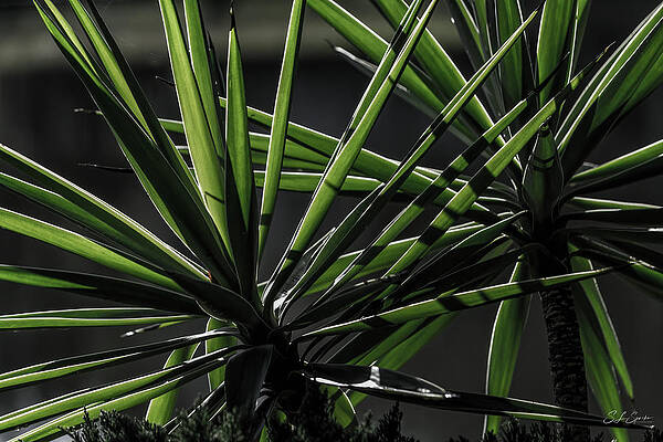 Abstract Photograph - Spanish Dagger by Steven Sparks