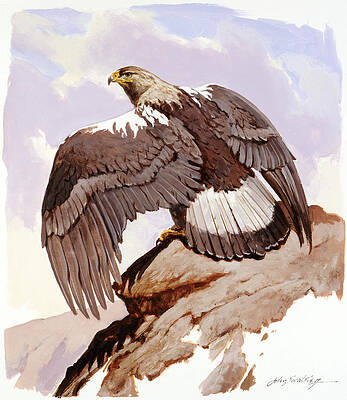 Nature Wall Art featuring the painting Spanish Imperial Eagle II by John Swatsley