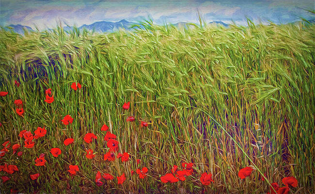 Nevada Wall Art featuring the mixed media Spanish Red Poppies by Tatiana Travelways