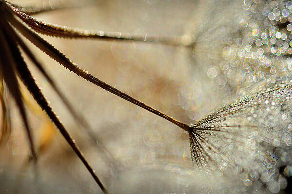 Abstract Photograph - Sparkle by Ursula Abresch