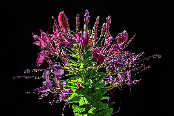 Flower Photograph - Sparkling Spider Plant by Tim Lyden