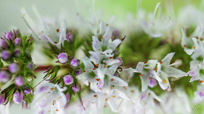 Beautiful Photograph - Spearmint Blooms by D Lee