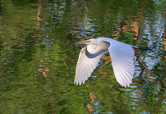 Wildlife Photograph - Special Delivery by Maryanne Keeling