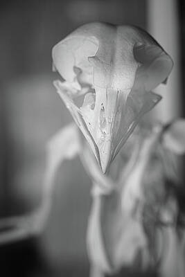 Intricate Bird Skull Close-up Wall Art