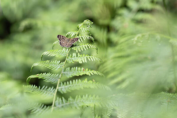 Butterfly Resting on Fern Wall Art