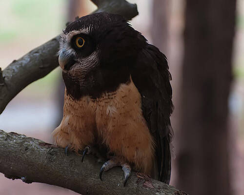 Wall Art featuring the photograph Spectacled Owl Profile by Flees Photos